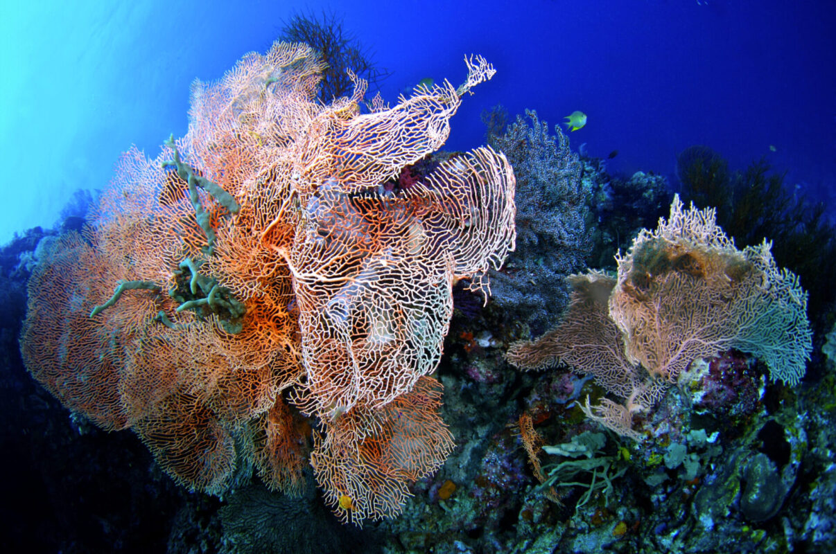 渡假潛水 66 scaled e1745989042927
